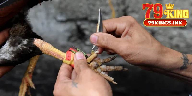 Mẹo hay khi chơi đá gà cựa dao hiệu quả